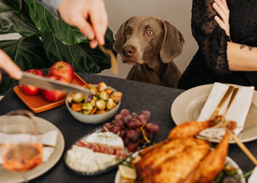 Adorable dog sitting patiently by a Thanksgiving spread, waiting for pet-safe holiday treats, as part of our blog post on tips for a pet-friendly Thanksgiving celebration.