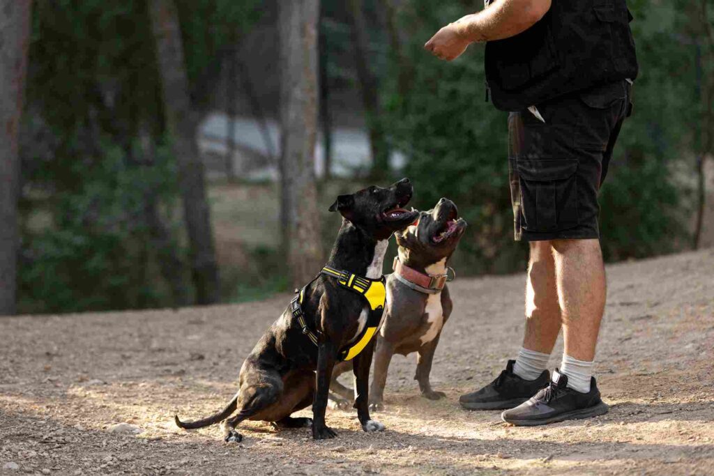 two-dogs-outdoors-being-trained-by-male-coach