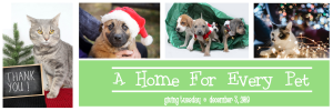 four holiday themed pet photos