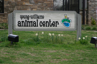 young williams animal shelter dogs