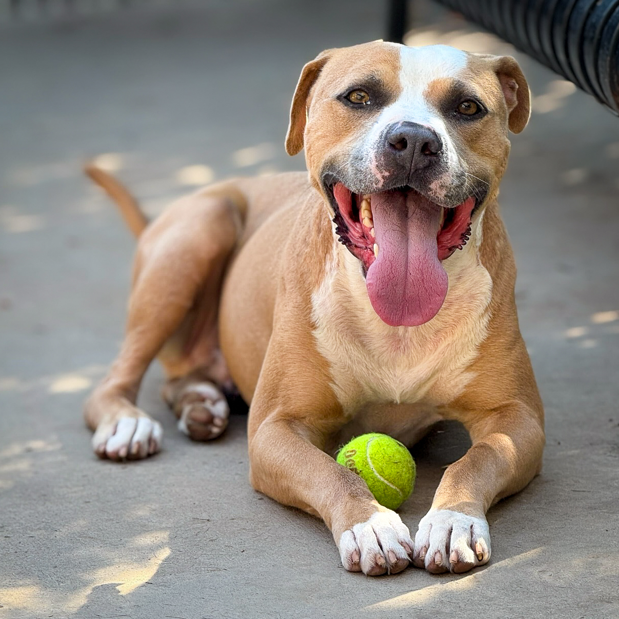 Featured image for “Young-Williams Animal Center Proudly Partners with Pets for Patriots”