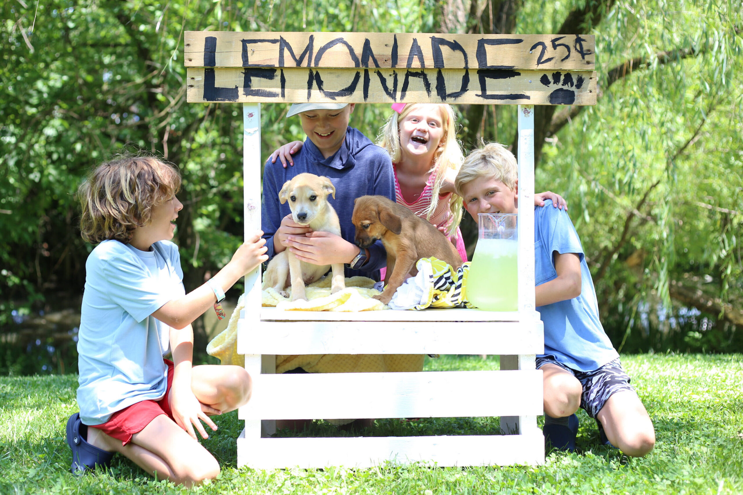 Featured image for “Lemonade for Lifesavers: Turn Lemons Into Lifelines for Local Pets”