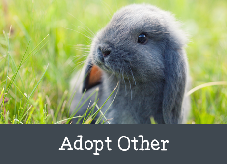 adopt-other