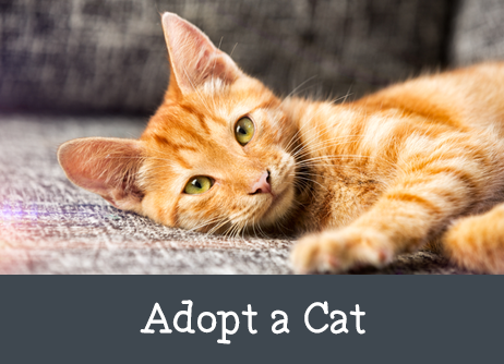 adopt-a-cat