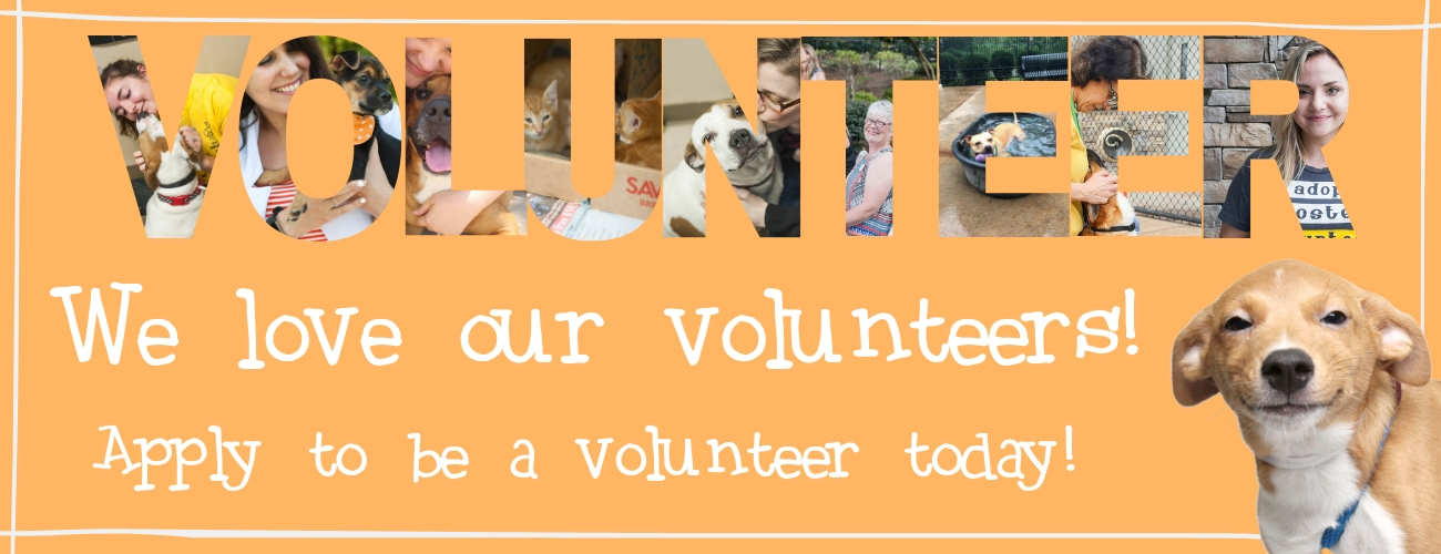 young williams animal shelter cats