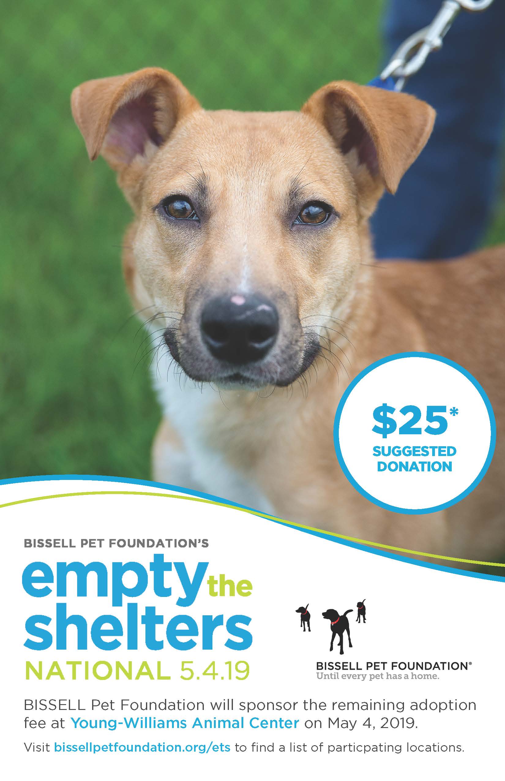 young williams animal shelter dogs