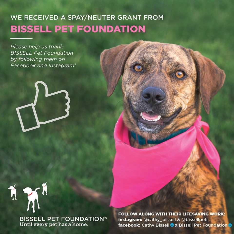 Young-Williams Animal Center receives $17,610 grant from BISSELL Pet  Foundation to reduce homeless pet population in Knoxville - Young-Williams  Animal Center