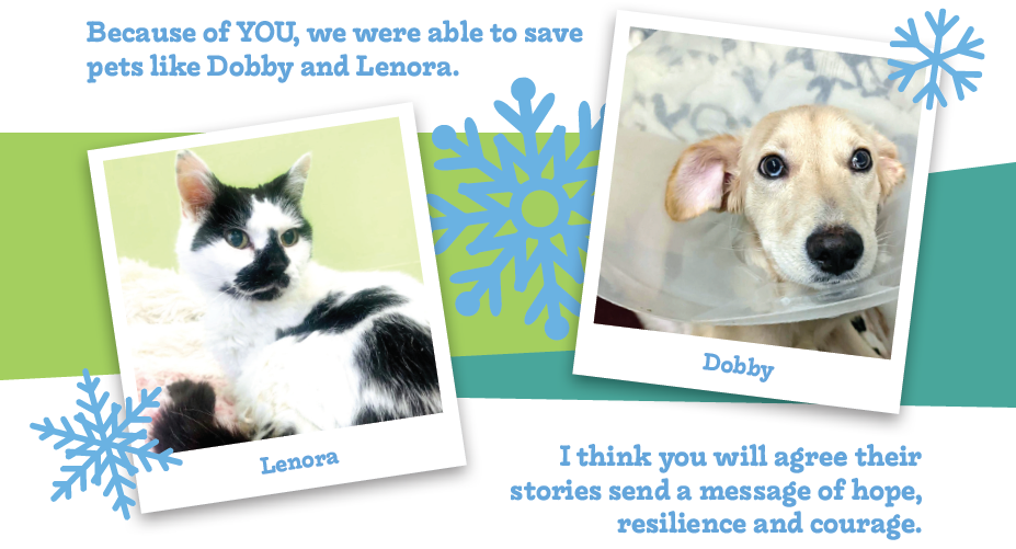 Featured image for “Show Your Support for Homeless Pets This Holiday Season”