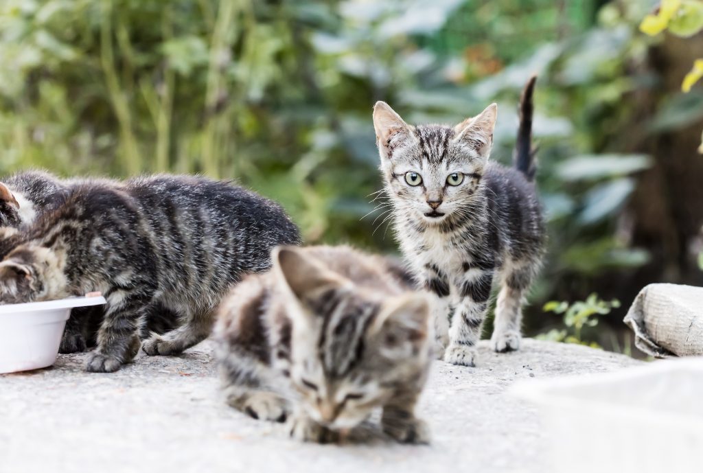 Featured image for “Kitten season is here!”