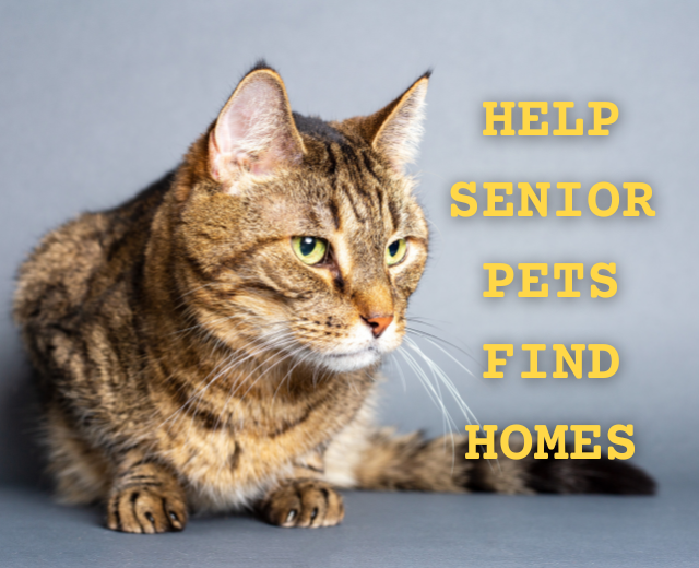 Featured image for “Help Senior Pets Find Homes”