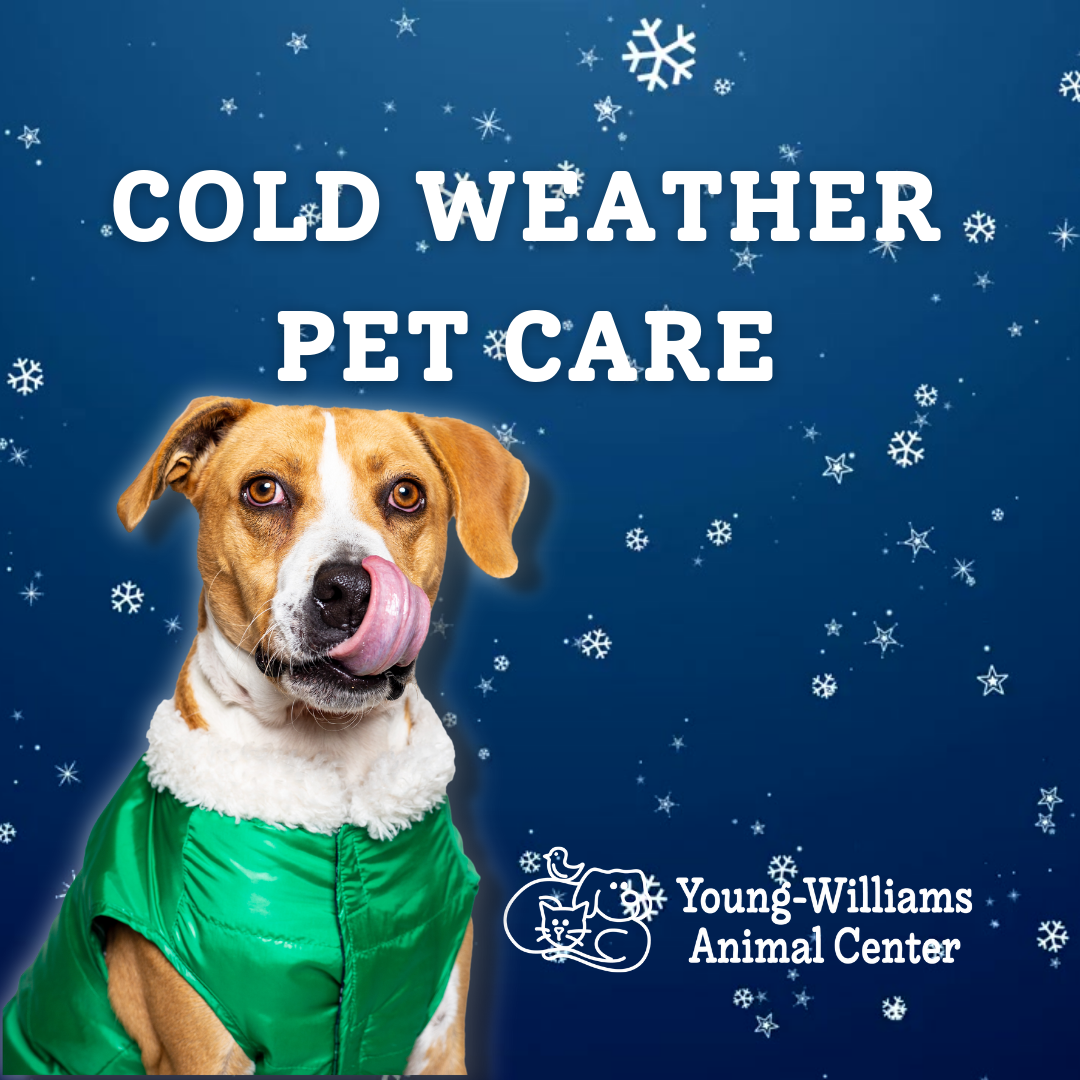 Featured image for “6 Ways to Protect Your Pet from Cold Weather”