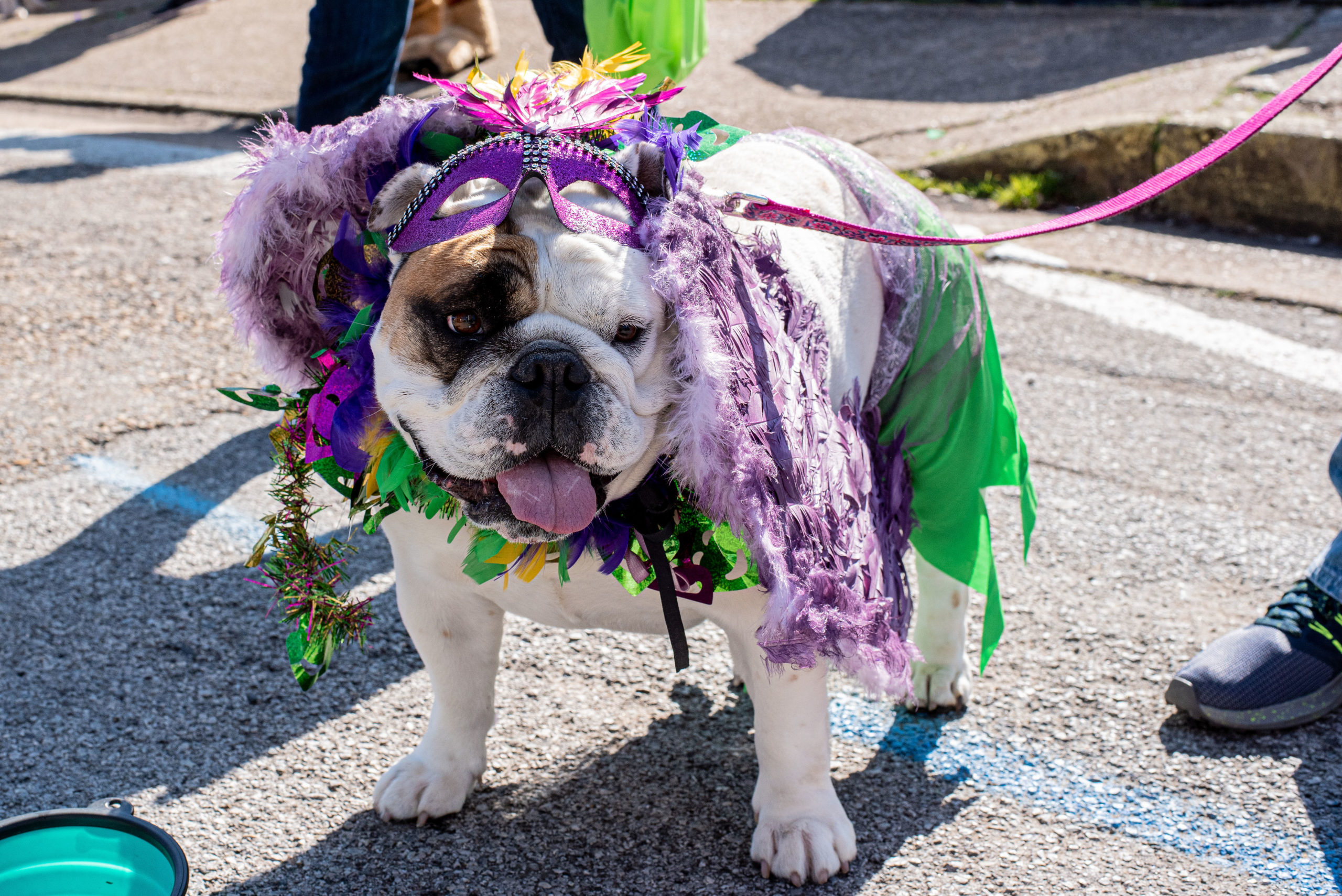 Featured image for “Join us for Mardi Growl 2023”