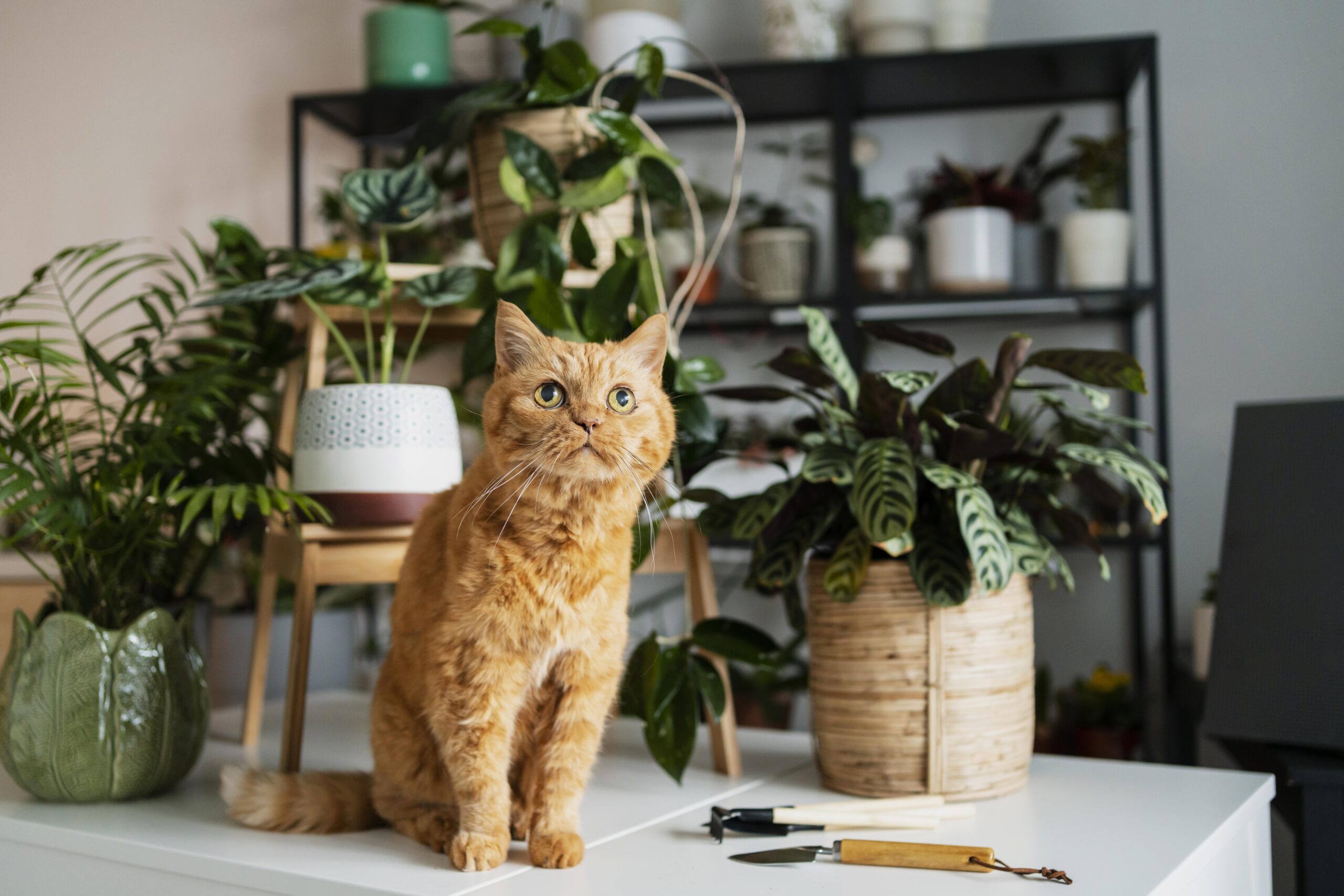 Featured image for “The Pet Parent’s Guide to Toxin-Free Plants ”