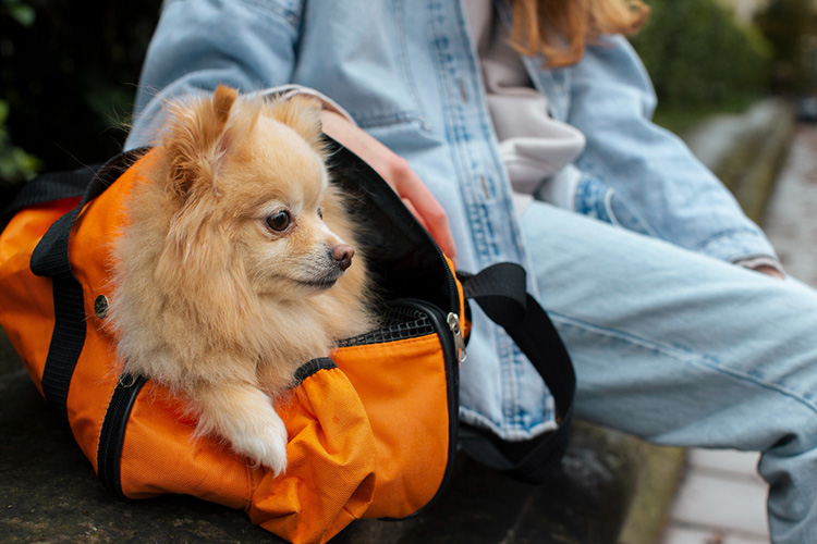 Featured image for “Disaster Preparedness for Pets: A Guide for Pet Parents”