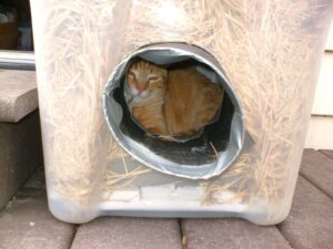 Winter Shelter Bins for Community Cats FAQ