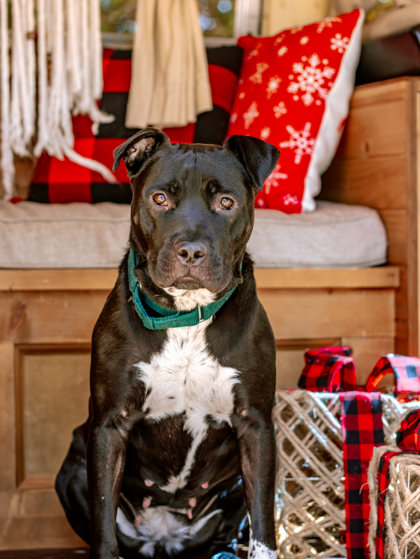 Featured image for “Presents for Pets | Toy Drive”