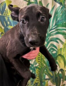 Patsy - Young-Williams Animal Center