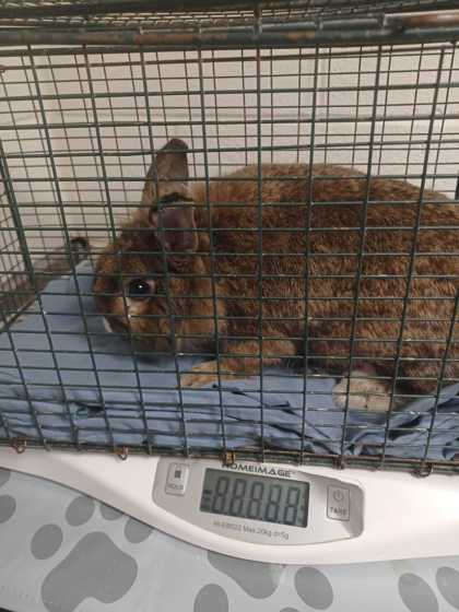 Redwood - Young-Williams Animal Center