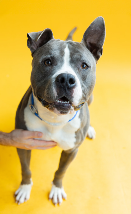 57614671 - Young-Williams Animal Center