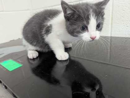 Chumbles - Young-Williams Animal Center