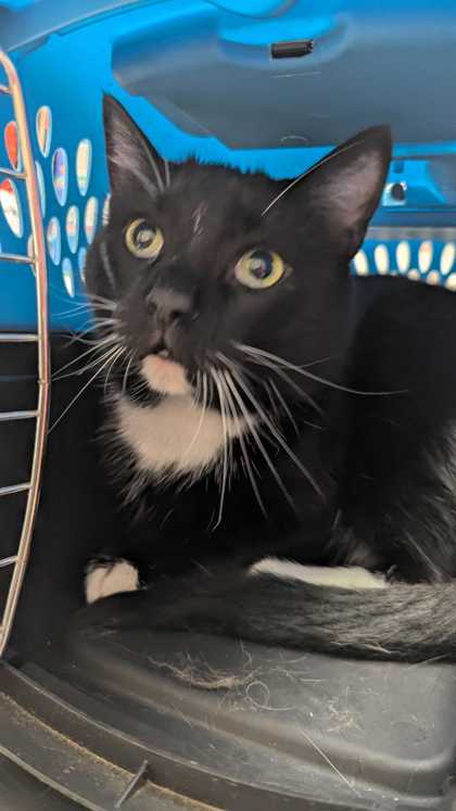 Ralph - Young-Williams Animal Center