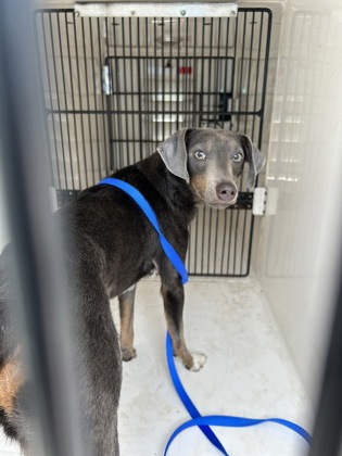 Eddy - Young-Williams Animal Center