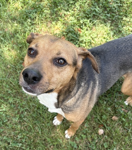 Adonis - Young-Williams Animal Center