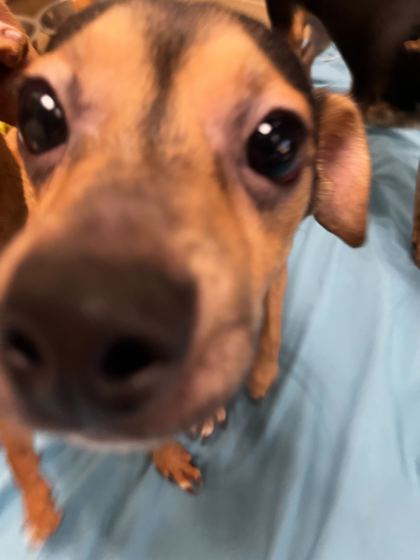 Rumor - Young-Williams Animal Center