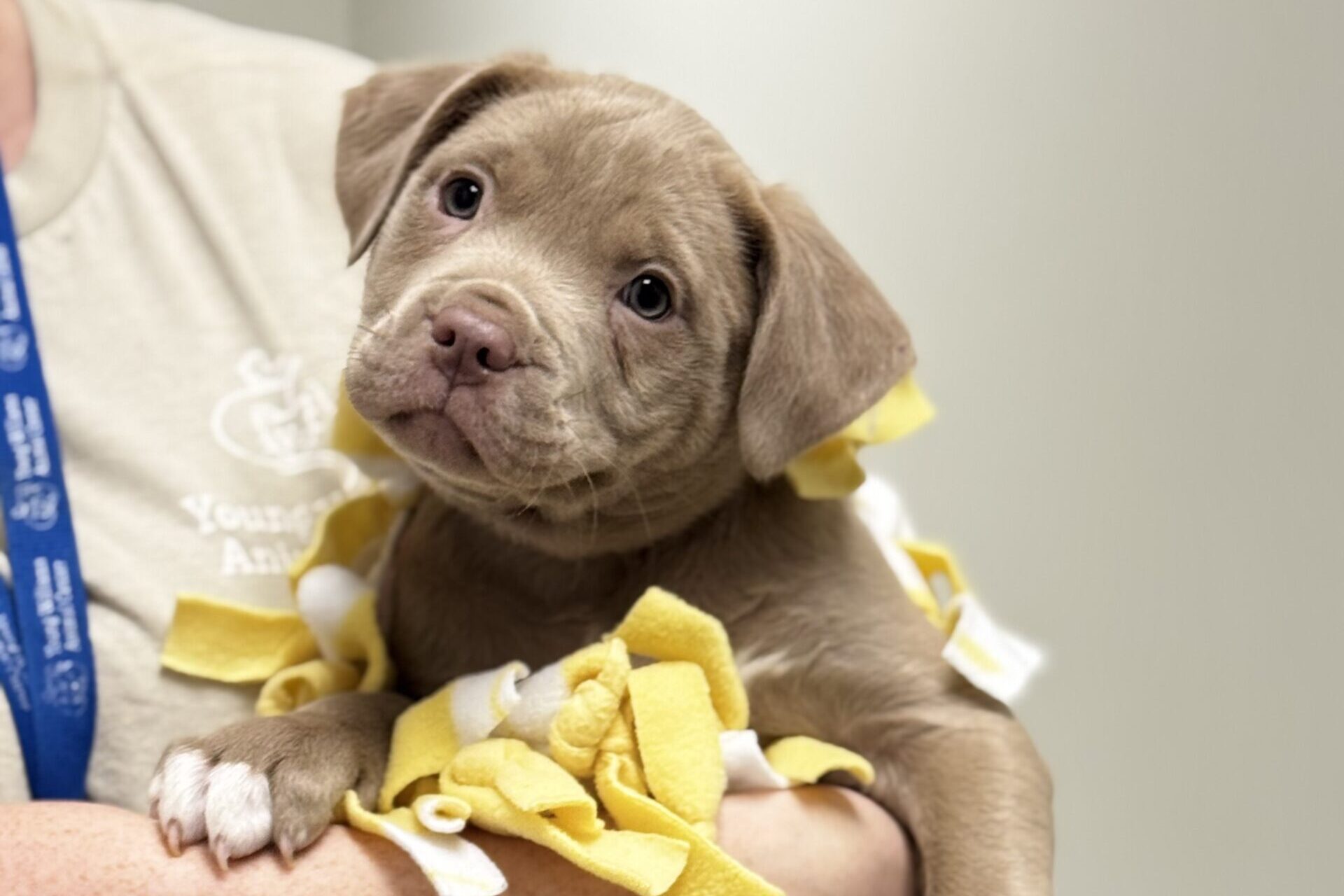 Featured image for “🎁 The Perfect Present is Here: Give the Gift of a Snuggle! 🐾”