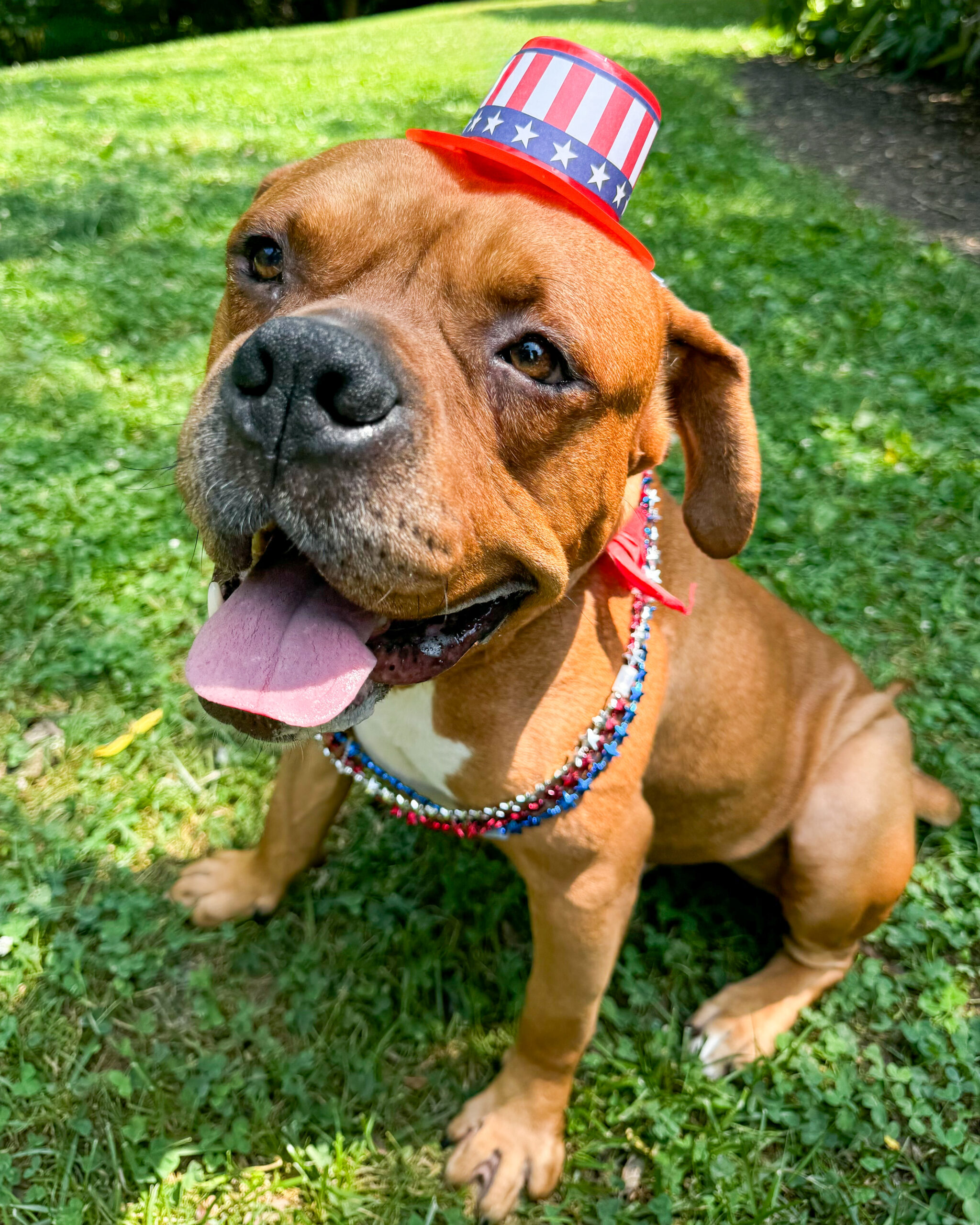 Featured image for “Keep Your Pets Safe This July 4th”