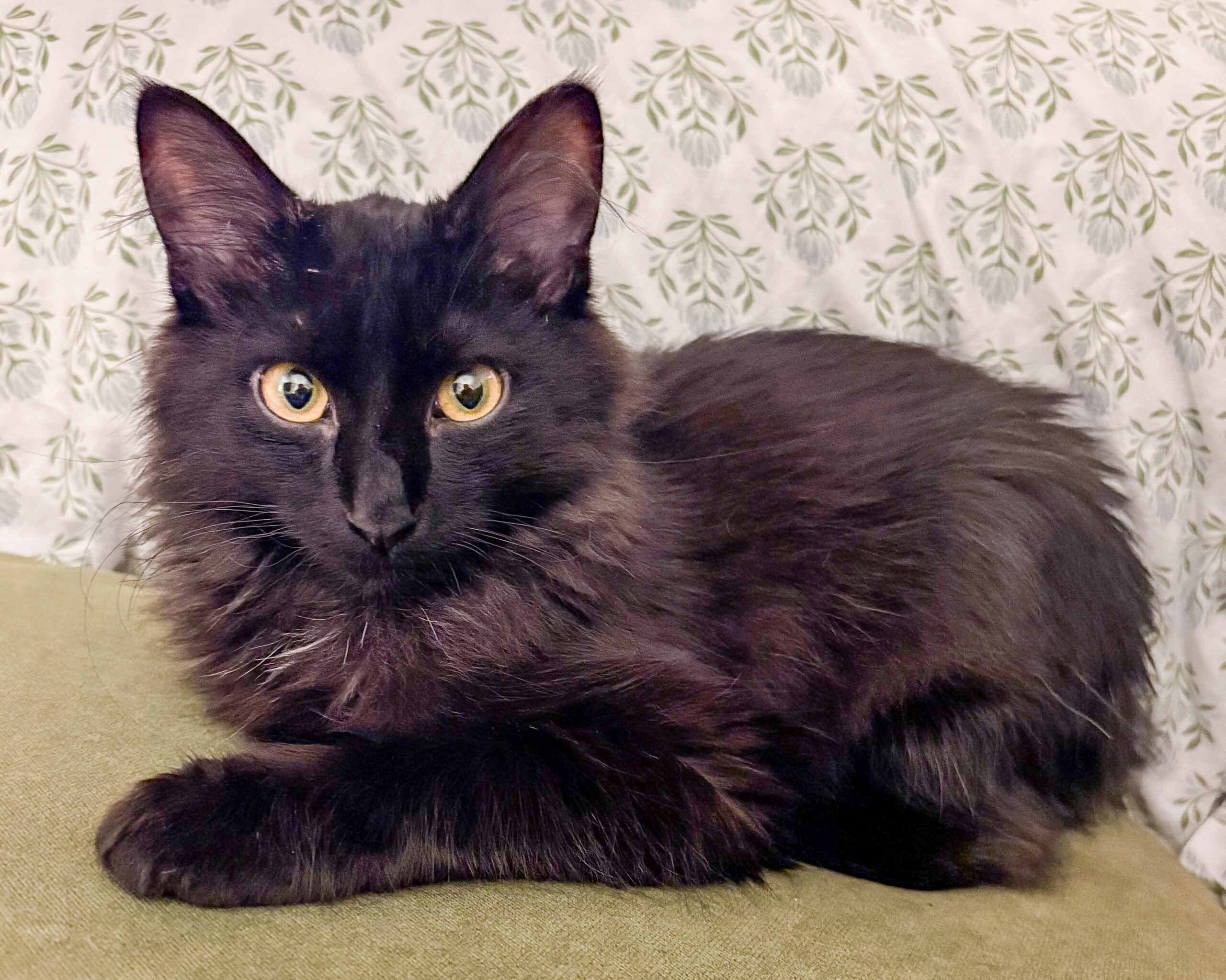 Featured image for “Binah’s Tail Tells Only Half Her Story”
